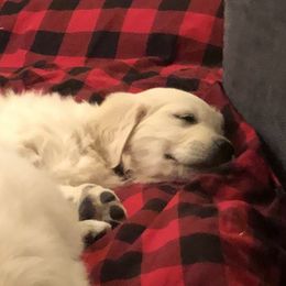 Golden Retriever Puppies from Brightside Goldens