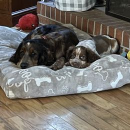 English Springer Spaniel Puppies from Sweet Southern Spaniels
