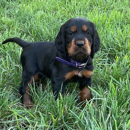 Boy 4 - male Gordon Setter puppy in Gordonville, Pennsylvania from Blue Ribbon Setters