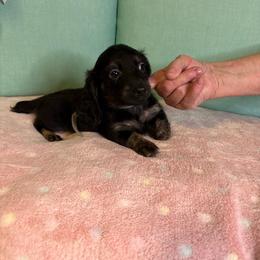 Gray boy - Black male Dachshund puppy in Live Oak, Florida from The Weenie Herd Mom