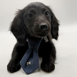 AKC blue boy-2500 reduced until May 8 - Black male Dachshund puppy in Bartlesville, Oklahoma from OkieDokieDox