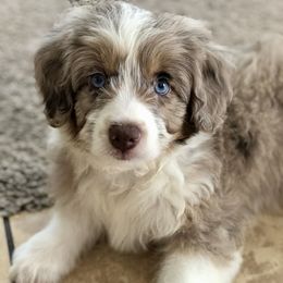 Bella - Aussiedoodle