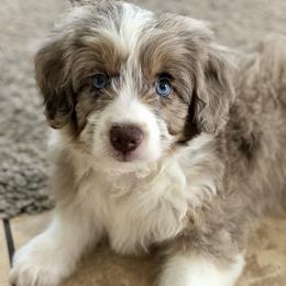 Bella - Aussiedoodle