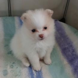 Pomeranian Puppies from Lubasha White