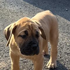 Amias - Brown male Boerboel puppy in Manassas, Virginia from Relentless Boerboels