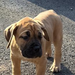 Amias - Brown male Boerboel puppy in Manassas, Virginia from Relentless Boerboels