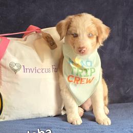 JABA - Red merle male Australian Shepherd puppy in Smithfield, Utah from Invictus Farms