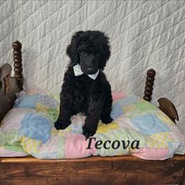 Tecova - Black male Poodle puppy in Poplar Bluff, Missouri from Jazzy's Standards poodles