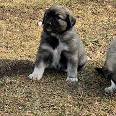 Girl 2 - female Anatolian Pyrenees puppy in Pleasant View, Colorado from Pails & Provisions Farm