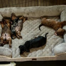 Dachshund Puppies from BZ’s Pupperoni Fractory
