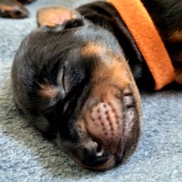 Doberman Pinscher Puppies from Maris Stella Kennel