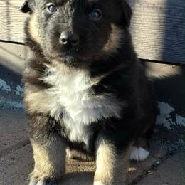 Black tri boy 1 - Black tri-color male Australian Shepherd puppy in Nezperce, Idaho from Willow Creek Farm