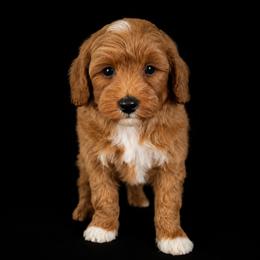 Dusty - Red  male Goldendoodle puppy in Floyd, Virginia from Hearts and Paws Poodles and Doodles