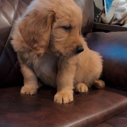 Hazelnut - Golden female Golden Retriever puppy in Olathe, Colorado from Duck Dogs Colorado