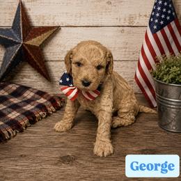 George aka Blue Collar - Cream male Goldendoodle puppy in Portland, Tennessee from Happy_Tails_by_TJ