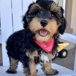 Anthem - male Cavapoo puppy in Superior, Arizona from Mountain Bridge Doodles