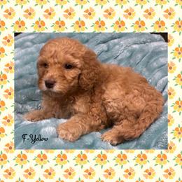 G3- Yellow - Apricot female Goldendoodle puppy in Ankeny, Iowa from Iowadoodles2love