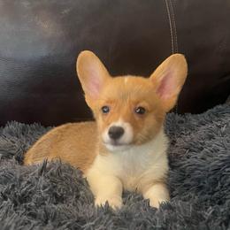 WM M3 - Red male Pembroke Welsh Corgi puppy in Stockton, Iowa from Infinity Corgis