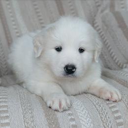 Boy 2 Orange - White male Great Pyrenees puppy in Yakima, Washington from Naches Heights Ranch