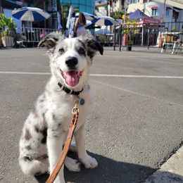 Border Collie Puppies from SoCal Border Collies