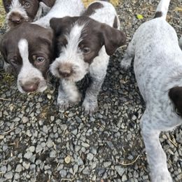 German Wirehaired Pointer Puppies from Paulette Gamroth's German Wirehaired Pointers