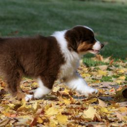 Australian Shepherd Puppies from Smoky Mountain Aussies