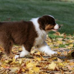 Australian Shepherd Puppies from Smoky Mountain Aussies