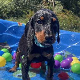 Elvira - Black and rust female Doberman Pinscher puppy in Blanchester, Ohio from Battle Creek Dobermans