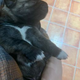 Blue Brindle - Anatolian Shepherd Dog puppy in Berkeley County, West Virginia from Reich Anatolians and Friends