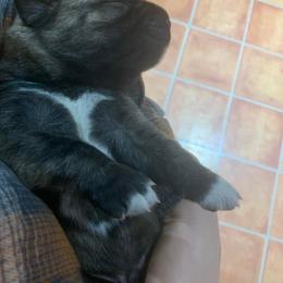 Blue Brindle - Anatolian Shepherd Dog puppy in Berkeley County, West Virginia from Reich Anatolians and Friends