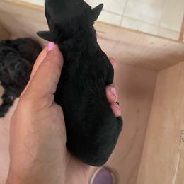 Remy - Black male Yorkipoo puppy in Stafford, Virginia from Morris Doodles Virginia