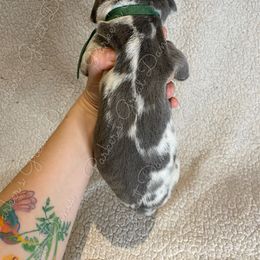 Great Dane Puppies from Parker's Great Danes
