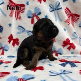 Nehi - Black and red female German Shepherd puppy in Coplay, Pennsylvania from By My Side Germans Shepherds & Dobermans