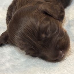 Charlotte - Chocolate and tan female Dachshund puppy in Rutherfordton, North Carolina from Mountain Farm Dachshunds