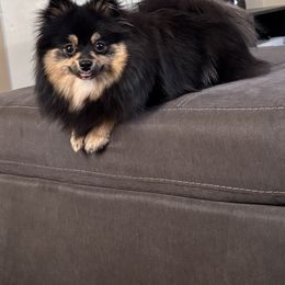 Coco - Pomeranian