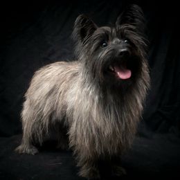 Cairn Terrier All Grown Up from Mama Citas Family