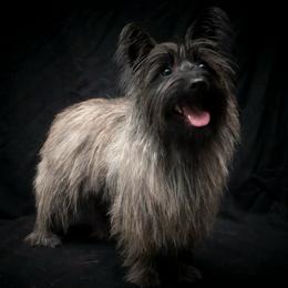 Cairn Terrier All Grown Up from Mama Citas Family