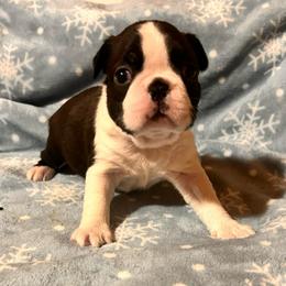Girl 1 - Black and white female Boston Terrier puppy in West Liberty, Kentucky from 3B Kennels-Beth’s Best Boston’s