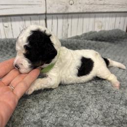 Brandy's Green Collar Boy 2150.00 - Black and white male Bernedoodle puppy in Alvin, Texas from JP Southern Doodles