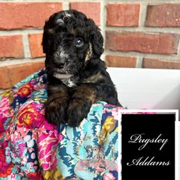Pugsley Addams - male Australian Mountain Doodle puppy in Corydon, Indiana from Ridgeline Doodles