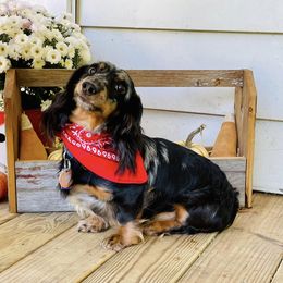 Jazz - Dachshund