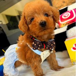 FUDGE - Red male Maltipoo puppy in Sugar Land, Texas from Celebrity Maltipoos