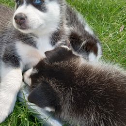 Siberian Husky Puppies from Husky Rose