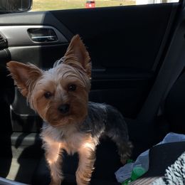 Harlem - Yorkshire Terrier