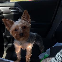 Harlem - Yorkshire Terrier