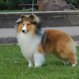 Shetland Sheepdog Puppies from Shalamar Shelties