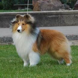 Shetland Sheepdog Puppies from Shalamar Shelties