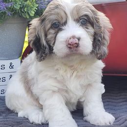 Cockapoo, Cocker Spaniel, and Goldendoodle Puppies from Robbin's Treasures
