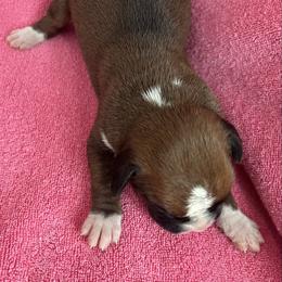 Girl 2 - Fawn female Boxer puppy in Plainwell, Michigan from Hope's Beautiful Boxers