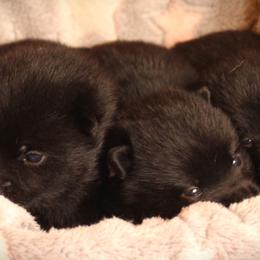 Schipperke Puppies from Walking Hart Schipperkes